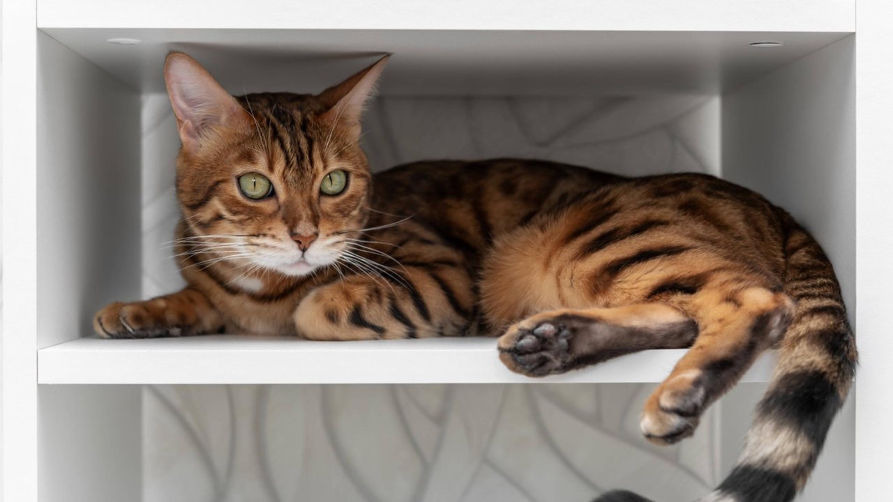 Рыжий кот Рыжий кот