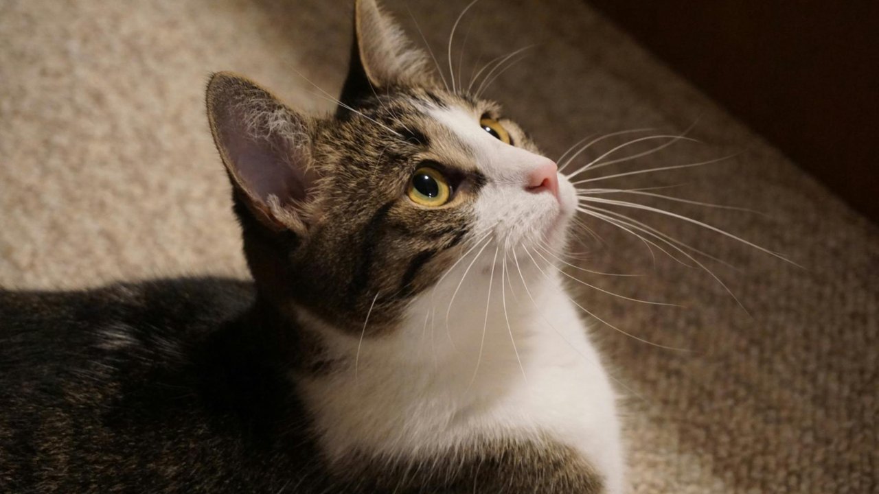 Кошка Кошка