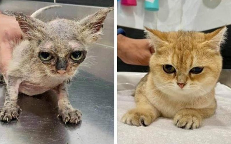Фото котов до и после До и после спасения: 15 кошек, которые изменились до неузнаваемости - Питомцы Ma