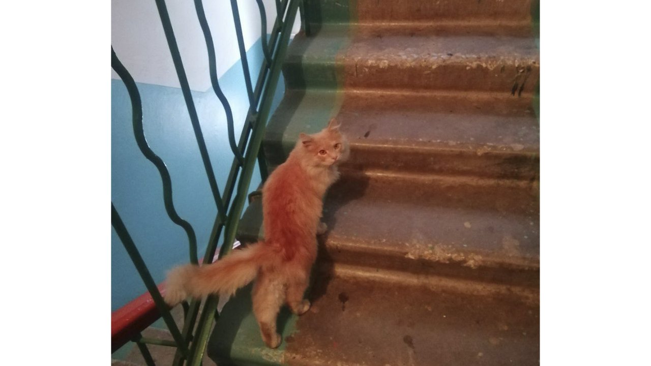 Под Тулой рыжий кот пришел к людям и умолял о помощи