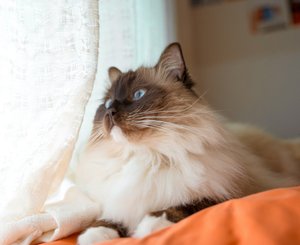 Гималайская кошка