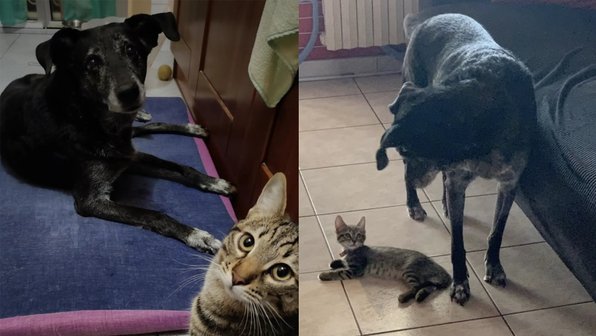 Котенок зарыдал как человек, когда потерял своего лучшего друга