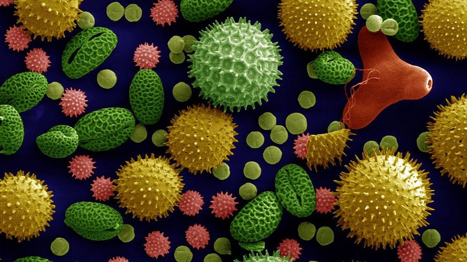 Микроскопическое изображение пыльцы Микроскопическое изображение пыльцы