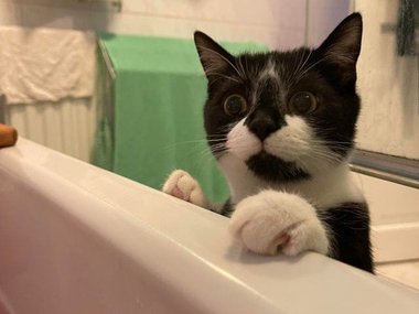 «Кошка всегда с ужасом смотрит, как я принимаю ванну».
