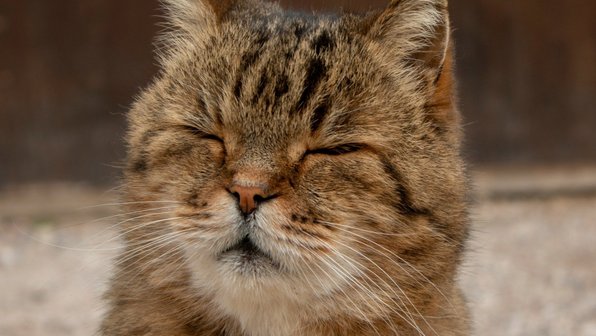 Ринотрахеит у кошек: что это такое, симптомы и лечение