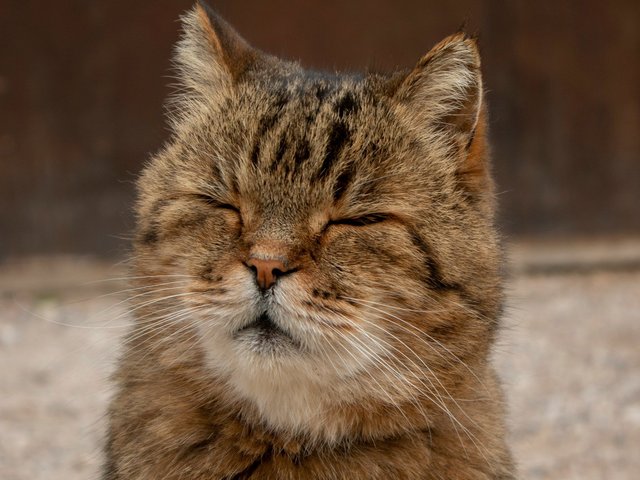Ринотрахеит у кошек: что это такое, симптомы и лечение