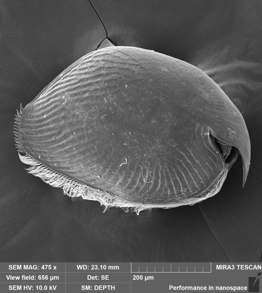 Общий вид самки Pleuroxus truncatus Общий вид самки Pleuroxus truncatus