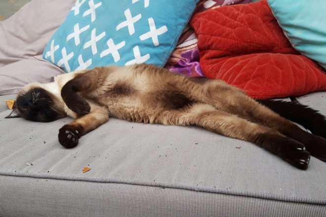 Кошка спит