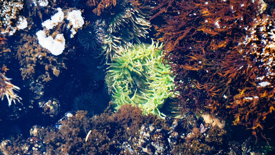Морские водоросли