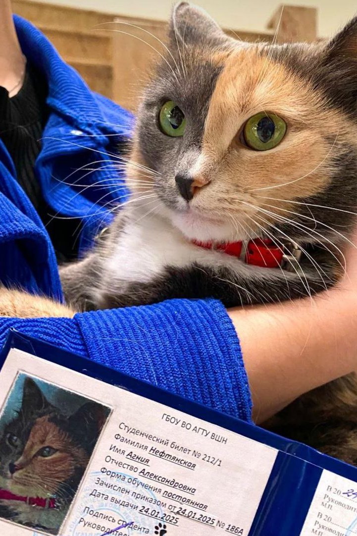 Кошка