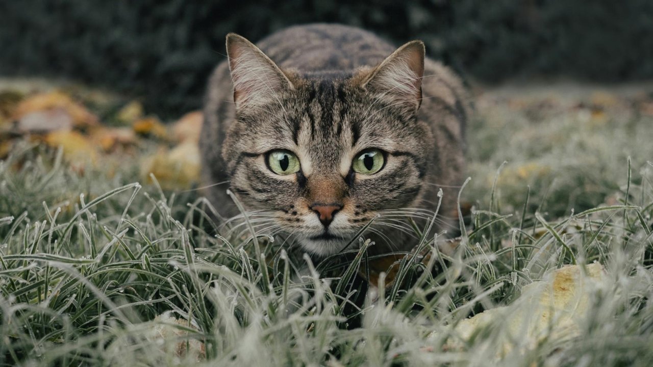Кошка Кошка