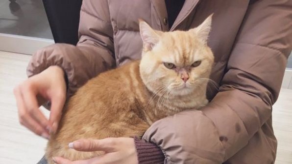 Котик с сердитым лицом нашел хозяев и изменился до неузнаваемости (фото)