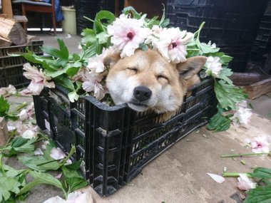 Флорист из японского магазина цветов. Источник: https://twitter.com/takase_farm/status/1113972978658598912