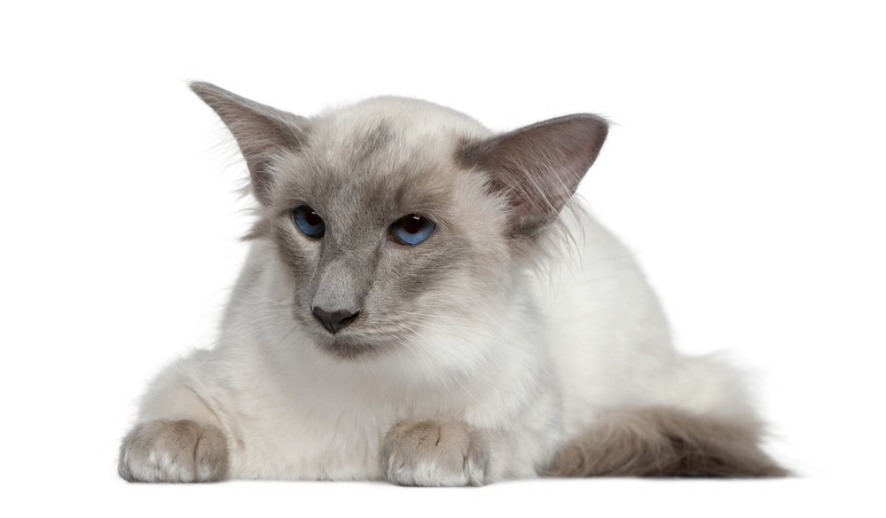 Балинезийская (балийская) - описание породы кошек: характер, особенности  поведения, размер, отзывы и фото - Питомцы Mail.ru
