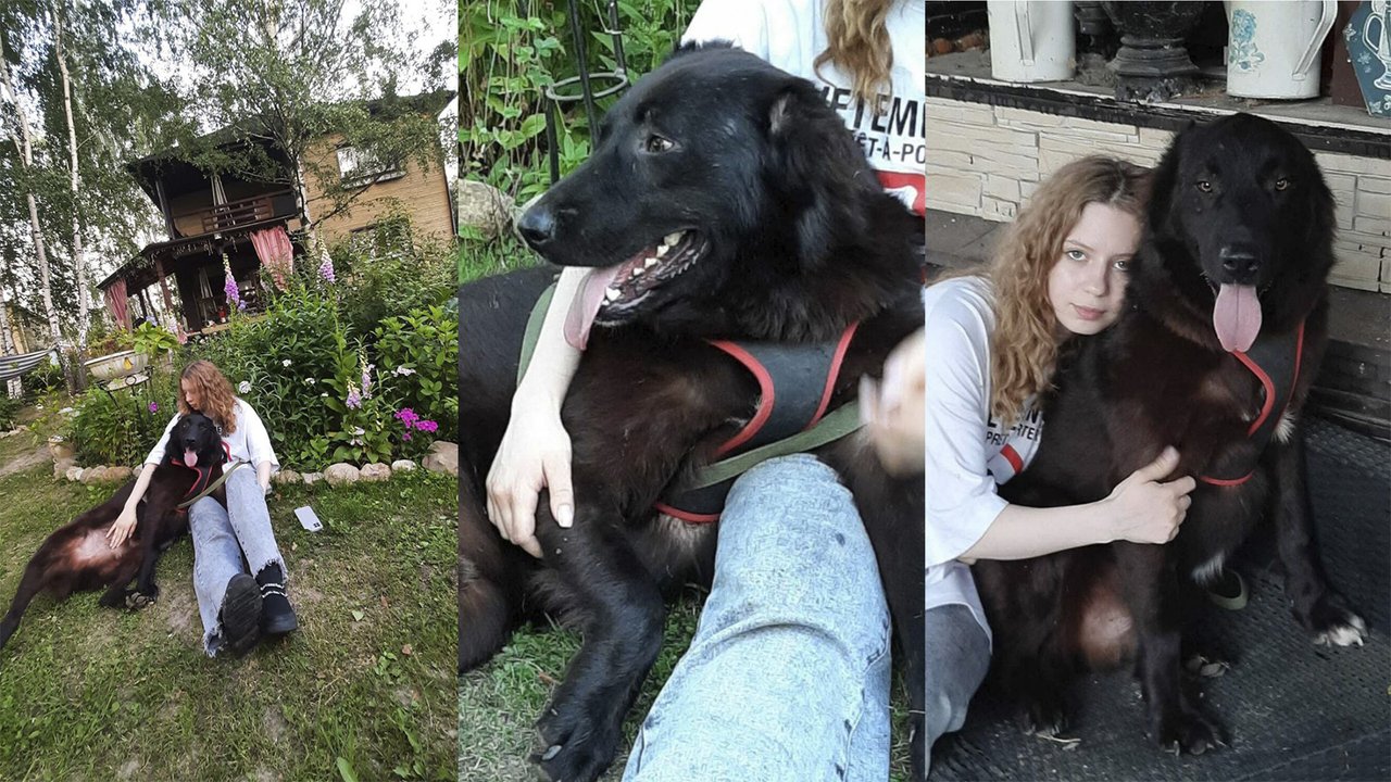 «Гора добра»: в Москве пес-великан 3 года не может найти дом «Гора добра»: в Москве пес-великан 3 года не может найти дом