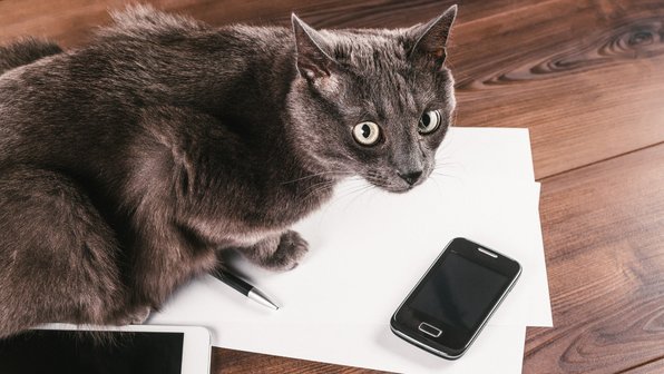 Как пристроить кота. Советы волонтеров