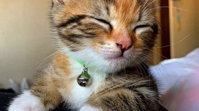 Pets.mail.ru Pets.mail.ru