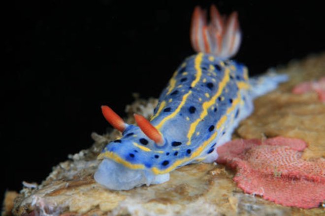 Голожаберный моллюск Hypselodoris festiv