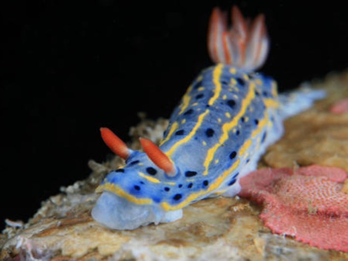 Голожаберный моллюск Hypselodoris festiva