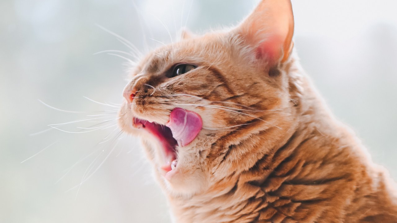 Как кошки пережевывают пищу | 3 факта, о которых вы не знали - Питомцы  Mail.ru