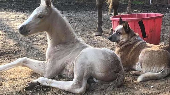 Взрослый пес стал папой для жеребенка