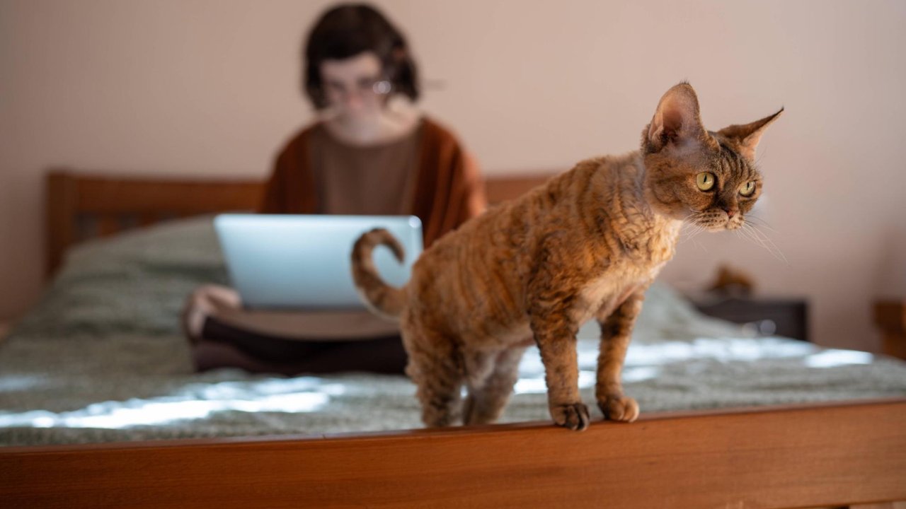 Кошка на кровати Кошка на кровати