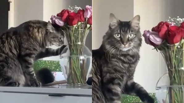 Кот попытался сразиться с цветами, но только уморил до слез Сеть
