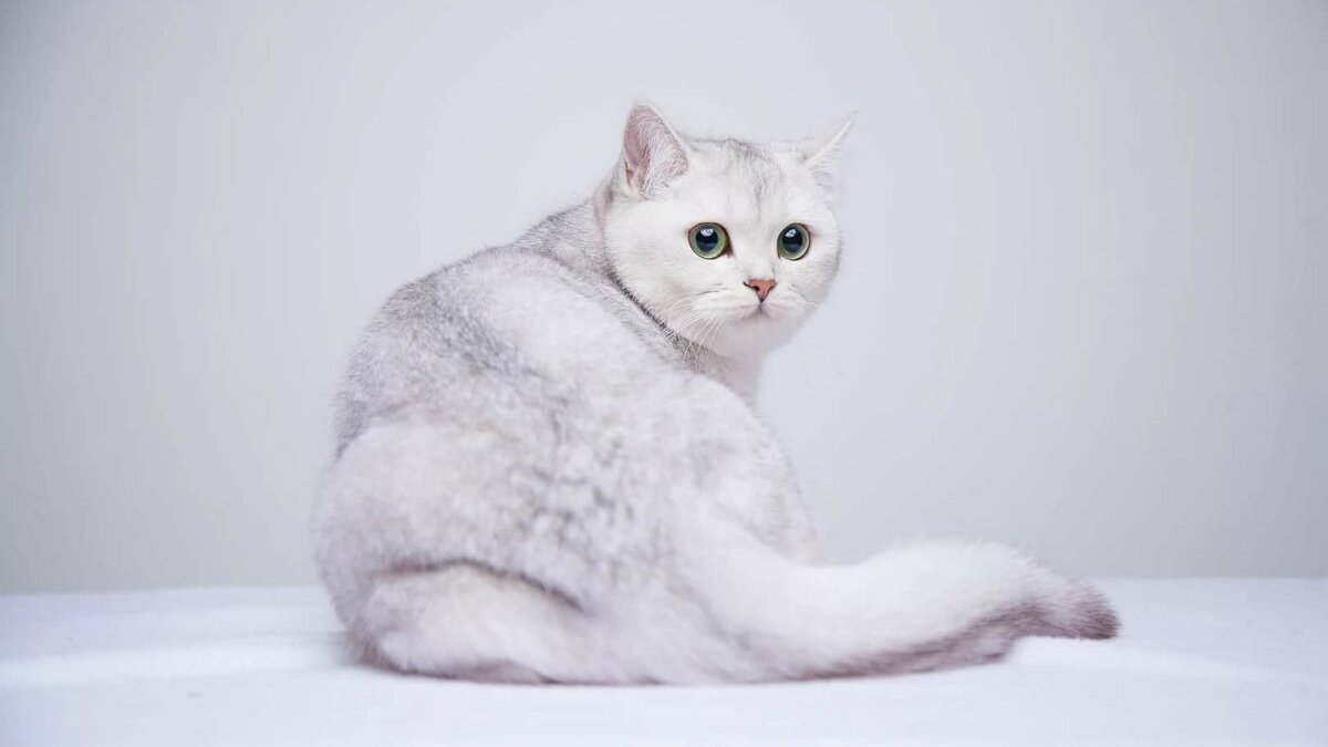 Шиншила