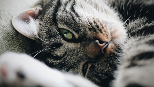 4 опасные ошибки, которые хозяева допускают в кормлении кошек