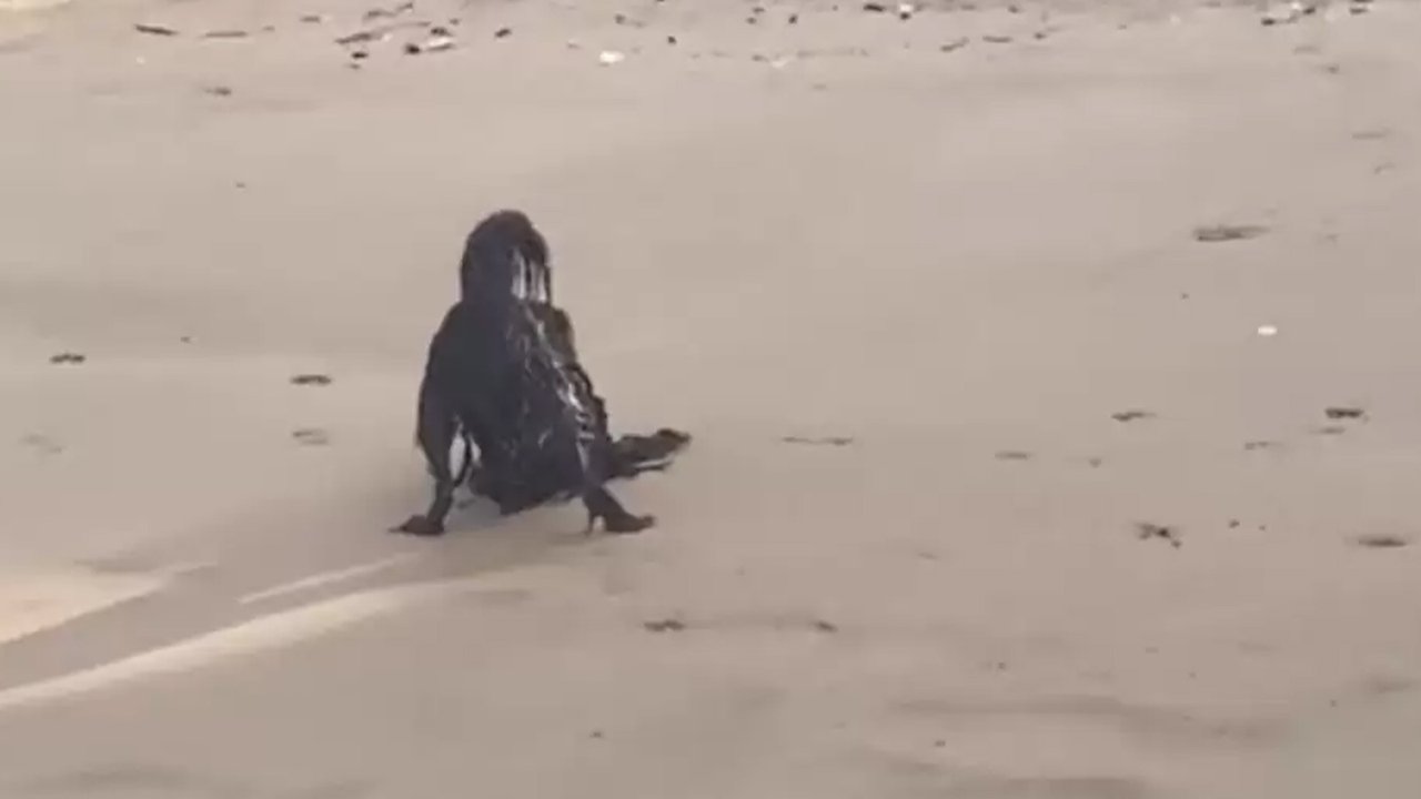 На пляже заметили странное чудище