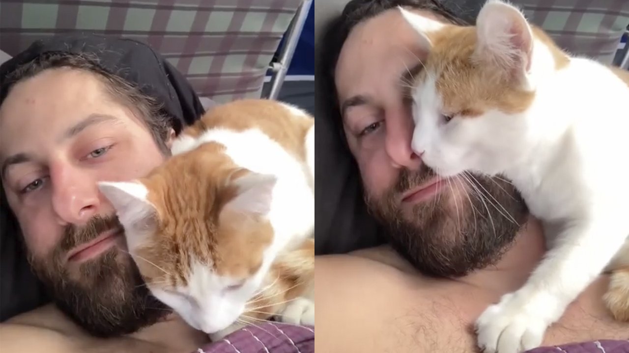 Кот нашел хозяина
