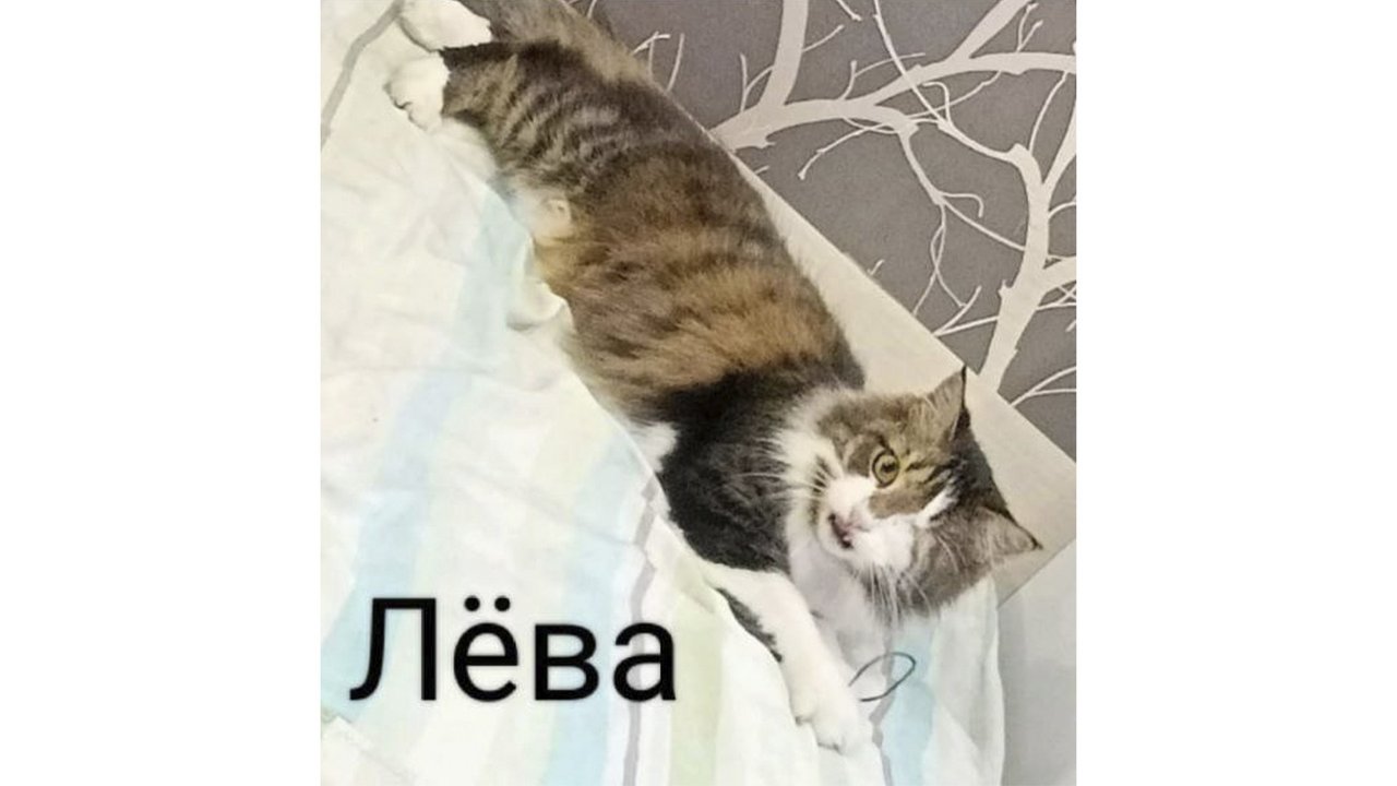 Лева