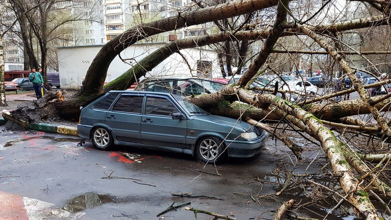 Упало дерево на автомобиль что делать