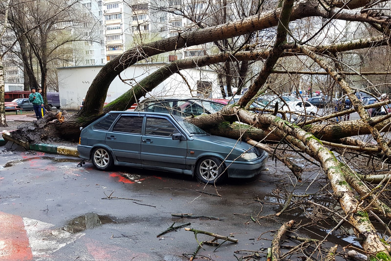 дерево упало на машину кто будет платить (96) фото