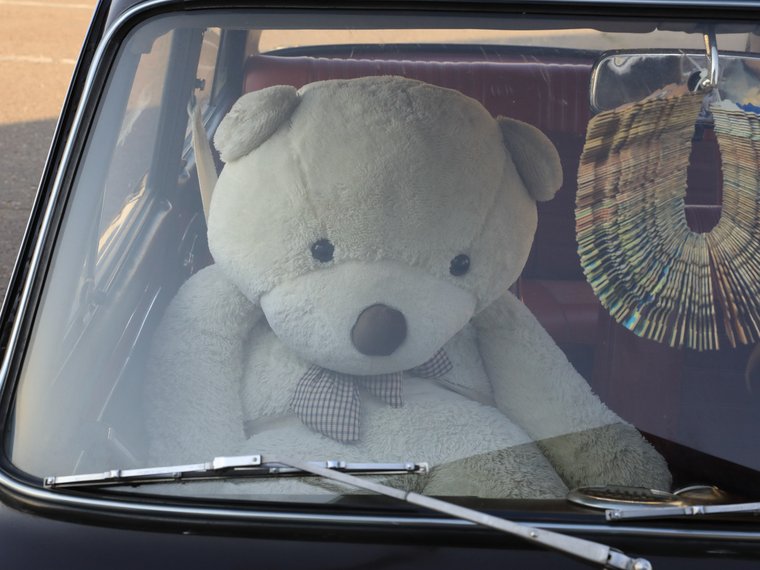 Кот жигули. Bear Driving. Real Bears Drive. Bear Driving car. Bear Drives car.