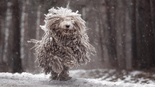 Снежный человек? 10 собак, которые выглядят как йети