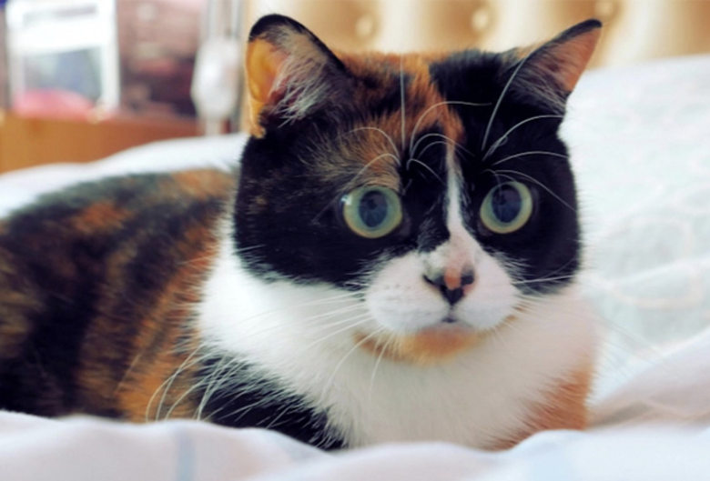 Звезда канала Slivki Show — кошка Куки. Кадр: Slivki Show / YouTube