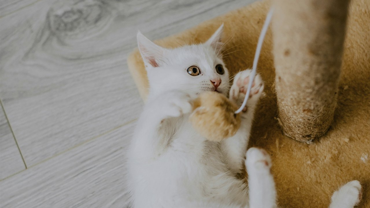 Кошка Кошка