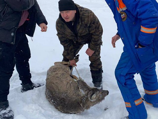 Под Иркутском спасли косулю, провалившуюся под лед