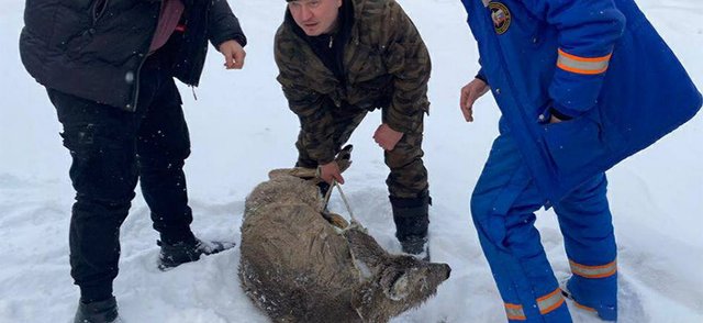 Под Иркутском спасли косулю, провалившуюся под лед