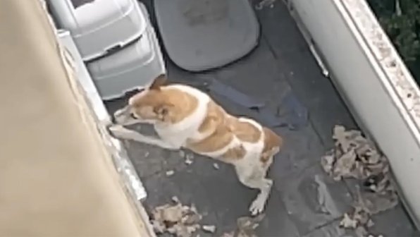 В Москве сотрудники МЧС спасли запертую на балконе собаку