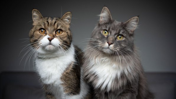Две кошки лучше, чем одна? Сейчас разберемся
