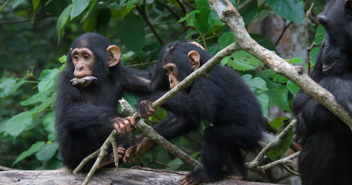 Общение диких шимпанзе сравнили с человеческой речью