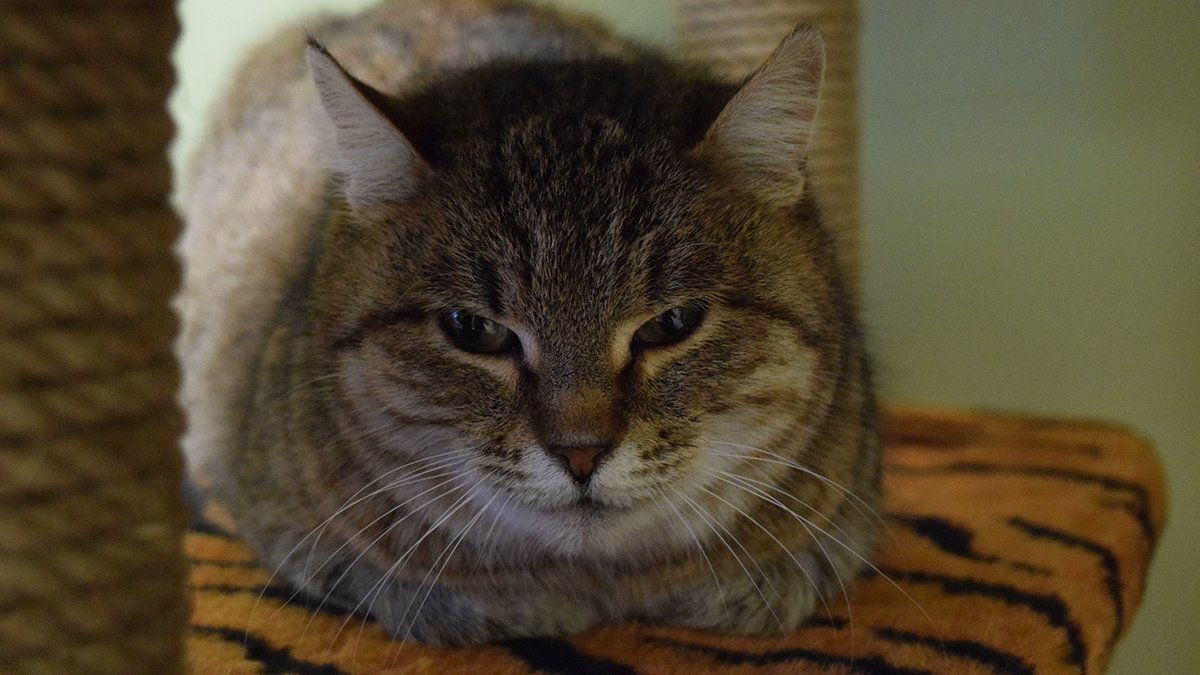 Right Paw is Chinchilla's sister, an incredibly smart cat. She looks as if she communicates by telepathy. They named her so because of the sore on the foot, from which there was no trace. She also loves to eat - the way to her heart lies through delicious pouches, pasht