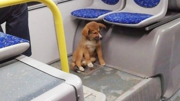 Щенок весь день катался в автобусах по Воронежу и нашел дом