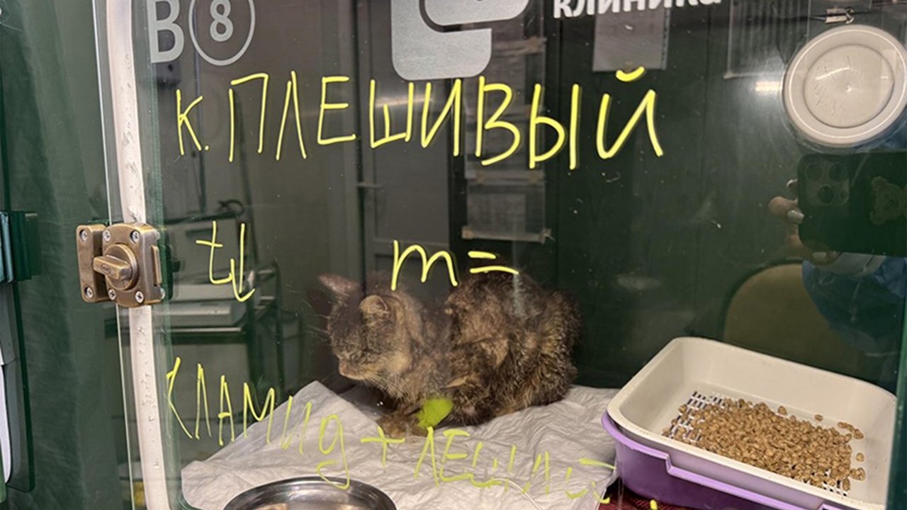 Кот за стеклом Кот за стеклом