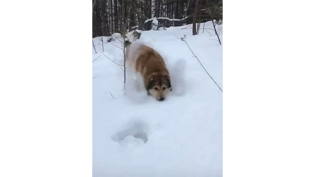 Собака