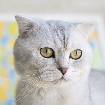 Шотландская кошка (вислоухая и прямоухая) - описание породы кошек: характер,  особенности поведения, размер, отзывы и фото - Питомцы Mail.ru