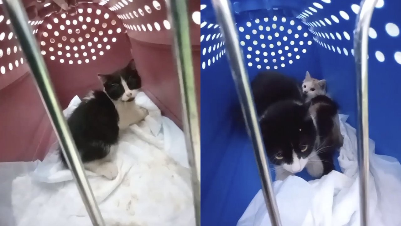 В Твери спасали котят и бездомную кошку, родившую в подземелье В Твери спасали котят и бездомную кошку, родившую в подземелье