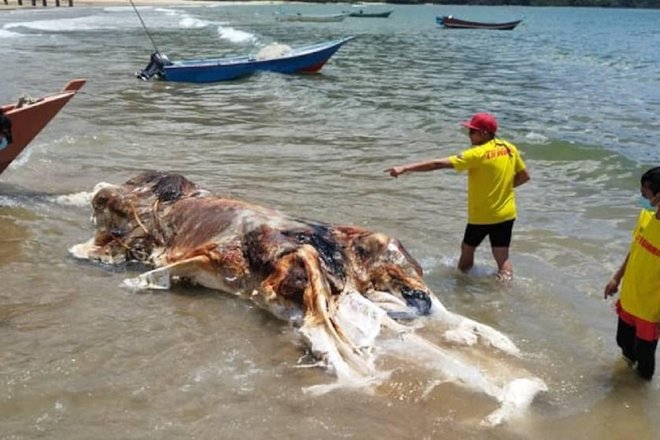 морское существо